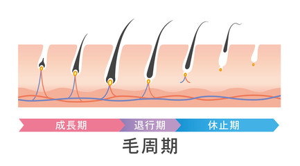 光脱毛を効果的に受ける間隔の目安とベストなタイミング|Riliy eyelash